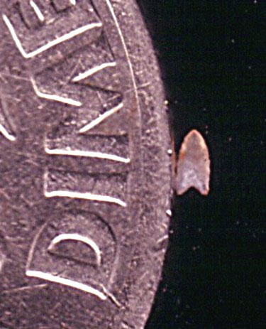 Dan’s Smallest Arrowhead Dan's smallest arrowhead, a fluted and bi-facially flaked Clovis-style point.