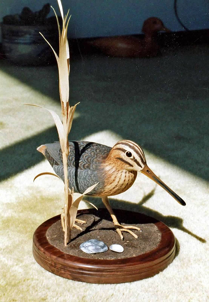 Wilson’s Snipe Sheridan carved this Wilson’s Snipe out of basswood.