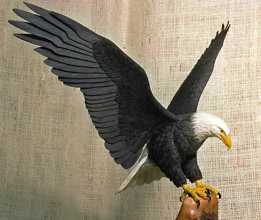 Bald Eagle Sheridan’s miniature Bald Eagle in flight.